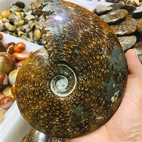 WERWER Natürlich ZIEMLICH Nautilus FOSSILE Probe Für Sammler-und Dekorations-Quarzstein (Size : About 1000g)