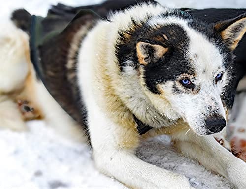 hansepuzzle 70271 - Husky Puzzle 1000 Teile - Tierwelt-Puzzle mit hochwertiger Aufbewahrung: Kartonbox und wiederverschließbarem Beutel - Format 60 × 46 cm