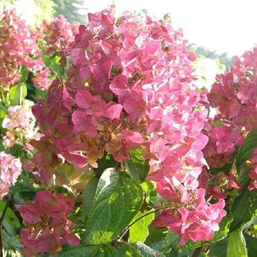 Ortensia per pannocchie 'Mega Mindy'® – Hydrangea paniculata 'Mega Mindy'® –