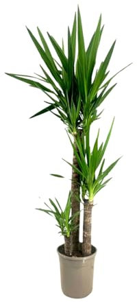 Plant in a Box - Yuca - Yucca elephantipes - Altura 130-140cm - ⌀24cm