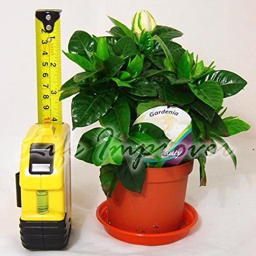 Life Improver 1 SCENTED GARDENIA JASMINE EVERGREEN INDOORN HOUSE PLANT IN POT GARDEN - 15-20cm Tall (Including Pot)