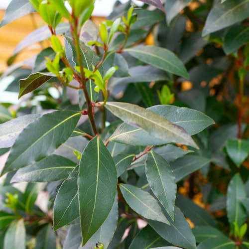 Semillas de plantas de laurel, Laurus nobilis, plantas en macetas resistentes al exterior Árbol de laurel especiado, árbol de laurel, semillas de arbol bonzai semillas de árboles 200pcs