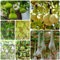 semillas de calabaza de botella, Plantas de jardín perennes resistentes semillas de calabaza, Plantas raras, semillas de hortalizas y plantas semillas de verduras de invierno, cultivo 40pcs
