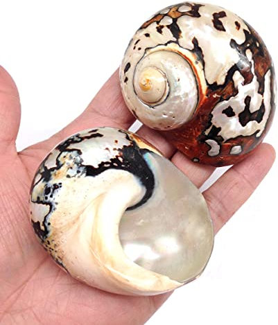 PEPPERLONELY Lot de 2 coquilles de crabe ermite Turbo Shell, 5,1 cm ~ 5,3 cm
