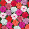 Semi fiori IMPATIENS FIORI DI VETRO MIX In Busta Ermetica MADE IN ITALY Qualità superiore con 95% di germogliazione con istruzioni