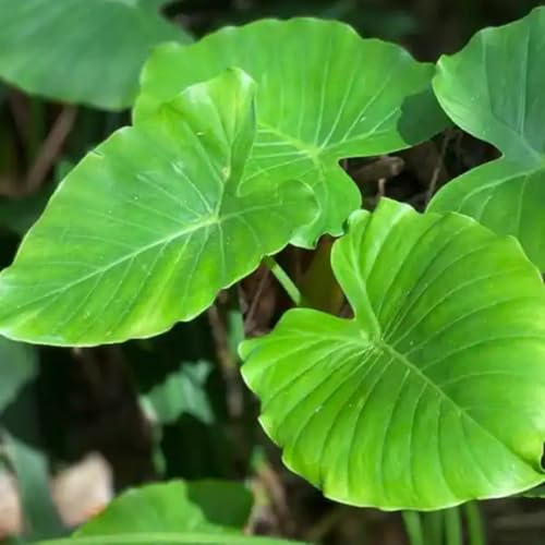 Bulbos de oreja de elefante, plantas gigantes, resistentes al frío, de hojas grandes, fáciles de plantar y mantener, perennes todo el año.