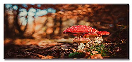 Morbuy Personalisierte Fußmatte Rutschfester Türvorleger mit 3D-Landschaftsdruck, Schmutzfangmatte Waschbar Fussmatte Innen Badteppiche (40x120cm,Giftige Pilze)
