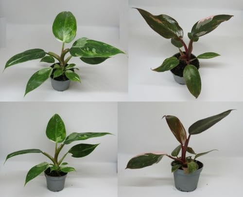 florari 2er Set Philodendron / Pink Princess & White Princess