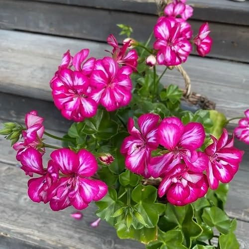 New Fresh 100pcs Pink White Ivy Geranium Flower Seeds
