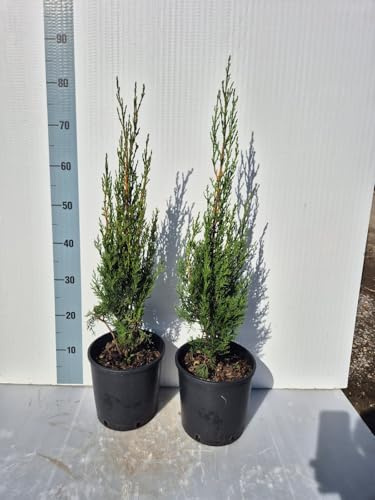Pianta Vera di Cipresso Toscano, Cupressus Sempervirens Stricta - Foto Reali - Giulian Giovani Piante