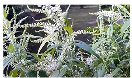 Stk - 10x Buddleja asiatica Schmetterlingsflieder Weiß Pflanzen-Samen B1948 - Seeds & Plants Shop by Ipsa