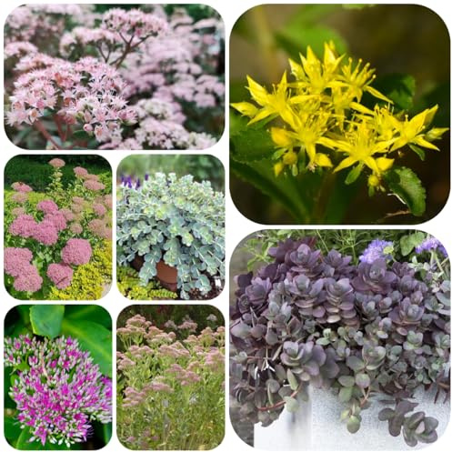 fetthenne - bio bodendecker geschenke für gartenliebhaber winterhart fetthennesamen steingartenpflanzen grünpflanzen winterhart blumenwiese 400pcs
