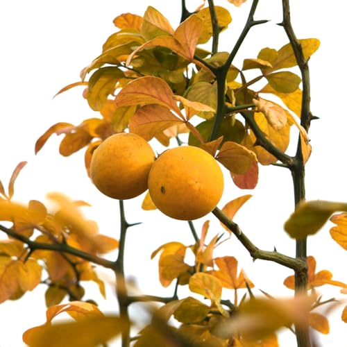 GARTEN SCHLÜTER® Bitterorange 60-80 cm - 5 Liter - Topf | Citrus aurantium - aromatische Früchte - Zier- & Nutzpflanze - weiße Blüten