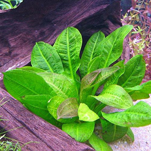 ECHINODORUS PARVIFLORUS 'Tropica' - Plantas Naturales para acuarios