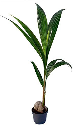 Coco nucifera - Palmera de interior - altura total aprox. 1,30m. - maceta 19cm. - planta viva - (envíos solo a península)