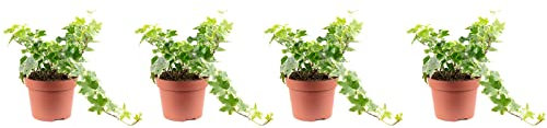 4er-Set Gemeiner Efeu - Höhe ca. 25 cm, Topf-Ø 13 cm - Hedera helix