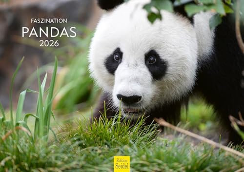 Edition Seidel Premium Kalender Faszination Pandas 2026 Format DIN A3 Wandkalender Tierkalender Panda Pandabären Säugetier Bambus Wald