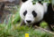 Edition Seidel Premium Kalender Faszination Pandas 2026 Format DIN A3 Wandkalender Tierkalender Panda Pandabären Säugetier Bambus Wald