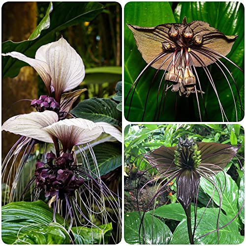 fledermausblume pflanze,Tacca chantrieri samen,Seltene Pflanzen serie,geschenke für garten gardening gartengeschenke pflanzensamen zimmerpflanzen bienenwiese saatgut mehrjährig winterhart 100 Stück