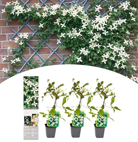 NatureNest, Waldrebe, Clematis Montana 'Wilsonii', 3 Stück, 30-38 cm, Kletterpflanze, Winterhart