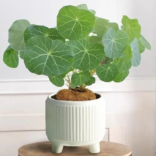 Stephania Erecta Samen - zimmerbonsai bonsai pflanzen deko, bio samen grünpflanzen zimmerpflanzen winterharte balkonpflanzen bonsai samen, büropflanzen samen alte sorten grünpflanzen, 50pcs