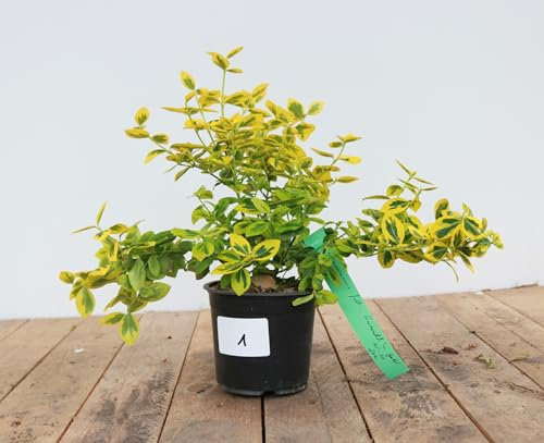 Euonymus fortunei 'Emerald'n Gold' 15-20 cm - Kriechspindel, gelb-grünes Laub, immergrün, ideal für Bodendecker, pflegeleicht und winterhart