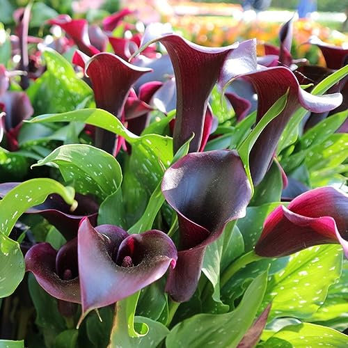 6 Pcs Calla Zwiebeln, Winterharte Pflanzen Für Garten, Winterharte Stauden Mehrjährig Calla Lilien Zwiebeln, Zantedeschia Aethiopica, Stauden Balkon Pflanze Frühlingsblumen Blumenzwiebeln