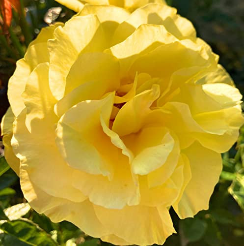 Lovely Yellow Floribunda Rose Bush (Containerised) Free UK Postage