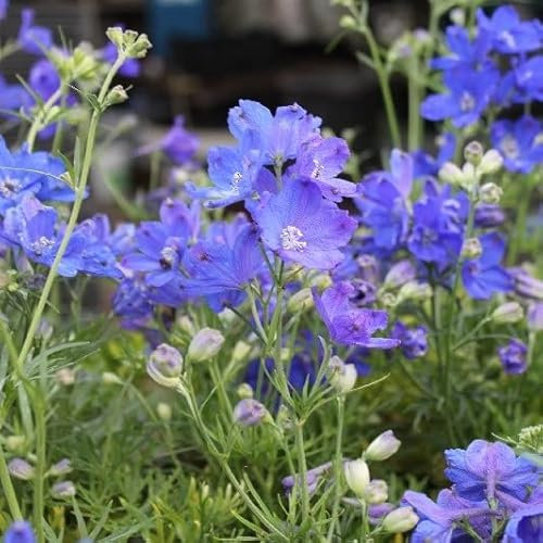 6x Zwergiger Rittersporn 'Blauer Zwerg' - Delphinium grandiflorum ‘Blauer Zwerg’ - Topf 9x9cm