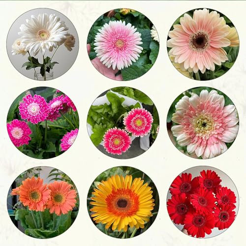 350 pcs gerbera samen blumen bienenfreundliche blumensamen hochbeet balkon seeds balkon blumen seed balkongarten garten pflanzen blumendeko sommerblumen samen bonsai topf hochbeet