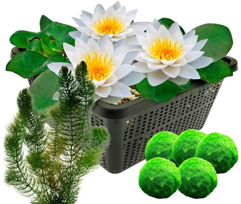 vdvelde.com - Weiße Seerose + Sauerstoffpflanzen - - Große Seerose im Korb - 7 Pflanzen gegen Algen - Platzierung: -10 bis -100cm