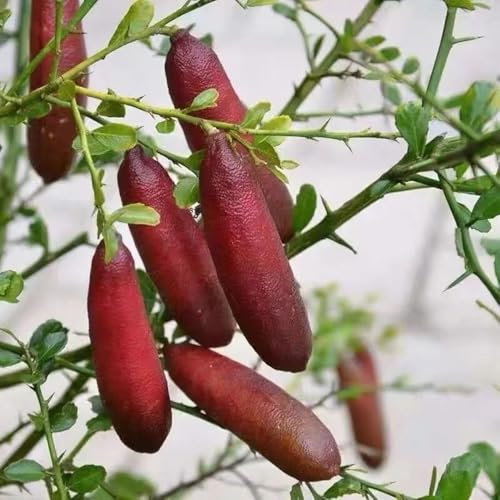 fingerlimette pflanze samen, Finger Lime, obst frisch, winterharte pflanzen für balkon fingerlimette frucht samen, pflanzen anzucht, grünpflanzen zimmerpflanzen obstbaum, obst samen, 150pcs