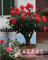 mehrere Bonsai-Baum Bonsai-Baum Farben Hof 100 Blumensamen Rose