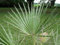 Portal Cool Washingtonia Filifera - Kalifornien Fächerpalme - 10 Samen