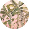 Komar DOT runde und selbstklebende Vlies Fototapete Botany - Ø Durchmesser 125 cm - 1 Stück - Palme, Tapete, Dekoration, Wandtapete, Wandbild, Wandbelag, Designtapete - D1-029