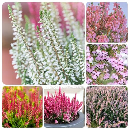 300 piezas Semillas de brezo - flores del jardín flores del prado semillas erica carnea- Regalo de semillas de flores, plantas de balcón resistentes y perennes semillas de jardín bonsai