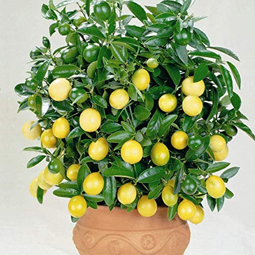 Indoor Home Grown Lemon Tree Plant Citrus Houseplant Grow Your Own Fruit, Patio Plants for Home, Office & Conservatory in 9cm Pot x2 by Thompson & Morgan (2)