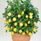 Indoor Home Grown Lemon Tree Plant Citrus Houseplant Grow Your Own Fruit, Patio Plants for Home, Office & Conservatory in 9cm Pot x2 by Thompson & Morgan (2)