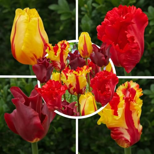 Tulpenzwiebeln Winterhart Mehrjährig 20 Stück - Rot Orange Gelb Mix | Leuchtende Blüten im April, große Blumenzwiebeln aus Holland für Garten, Beet, Balkon und Kübel, Pflanzzeit im Herbst