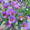 250 Samen New England Aster Hardy Staude