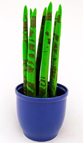 POWERS TO FLOWERS - SANSEVERIA CILINDRICA COLOR LIFE VERDE ZEBRATA, IN VASO CERAMICA BLU, ALTEZZA 25/30CM, pianta vera