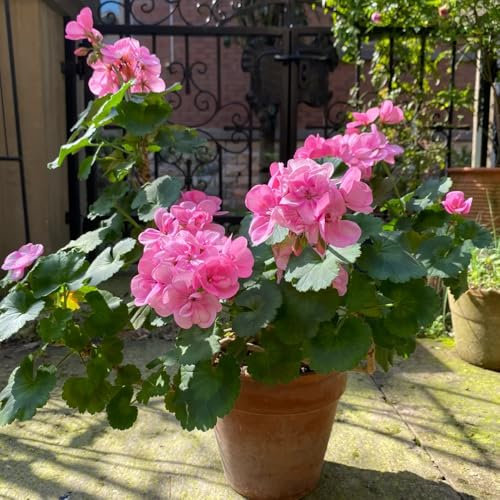 semi di geranio pendenti piante in vaso resistenti all'esterno geranio fiori da giardino, erbe aromatiche fiori da balcone, decorazione soggiorno piante da giardino roccioso resistenti 20pcs