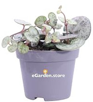 Pianta di Ceropegia Woodii Collana di Cuori pianta ornamentale da interno Pianta vera da arreedo venduta da eGarden.store (Vaso 8 cm)