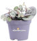 Pianta di Ceropegia Woodii Collana di Cuori pianta ornamentale da interno Pianta vera da arreedo venduta da eGarden.store (Vaso 8 cm)