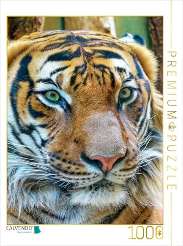 CALVENDO Puzzle Tiger | 1000 Teile Lege-Größe 48 x 64 cm Foto-Puzzle für glückliche Stunden