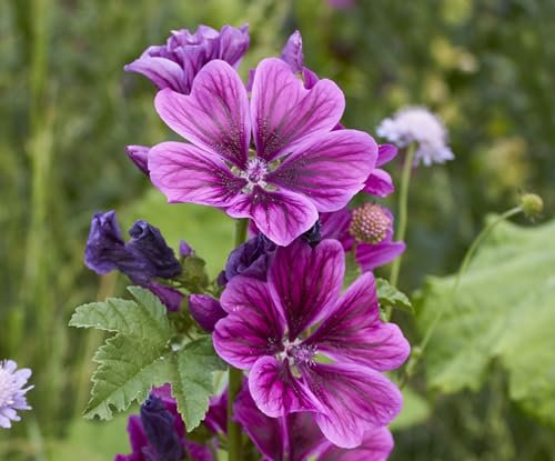 1000 Echte Wilde Malve Samen Malva sylvestris Winterharte Wildblume Bienenweide