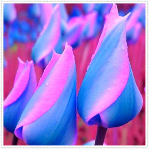 Tulpen Zwiebeln,Winterharte mehrjährig pflanzen,Tulpenzwiebeln Winterhart Mehrjährig Bunt,pfingstrosen tulpenzwiebeln,Tulpen zwiebeln mehrjährig,tulpenzwiebeln winterhart,tulpen.-3zwiebeln-E