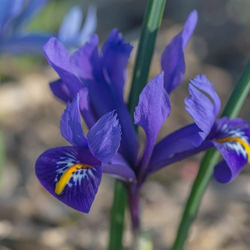 Iris reticulata Pixie | 15 Stück | Lila | Geeignet für Töpfe | Rarität | 100% Blütegarantie