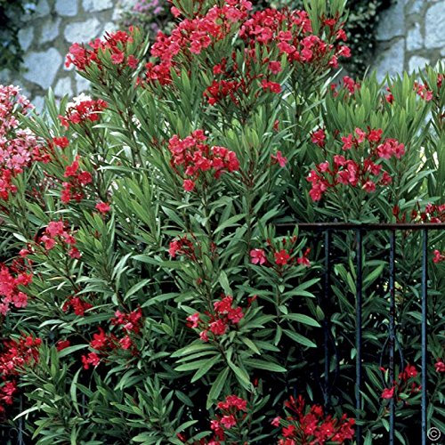 5 Spring at Nerium Oleander Hardy Red Oleander: Only seeds