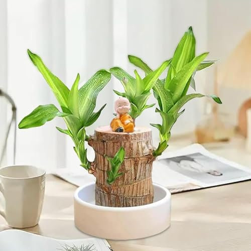 Mini plante brésilienne en bois porte-bonheur avec statues - Plantes en bois - En pot avec panda mignon - Décoration de culture - Pour le bureau - Pour purifier l'air intérieur - Maison et étude (A)